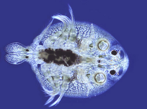 parasit crustacea Argulus indicus Nurfitrirahim s Blog